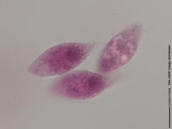 L008a 100x.jpg